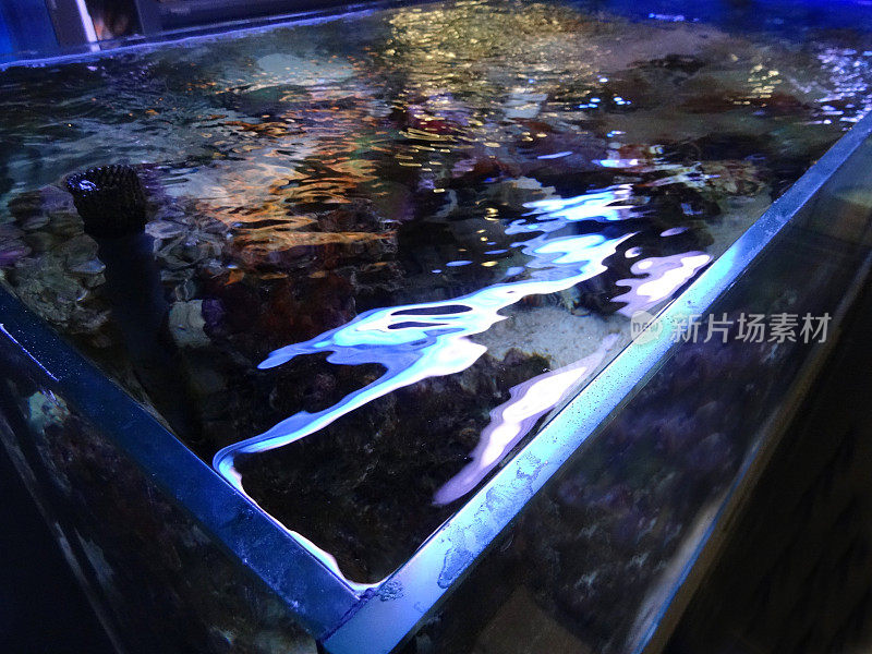 海洋水族馆/咸水珊瑚礁缸与活珊瑚图像